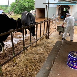 酪農業(ホルスタイン)の画像