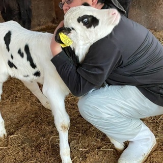 酪農業(ホルスタイン)の画像