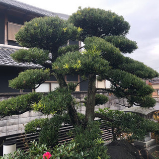 剪定、草刈り😀 - 奈良市