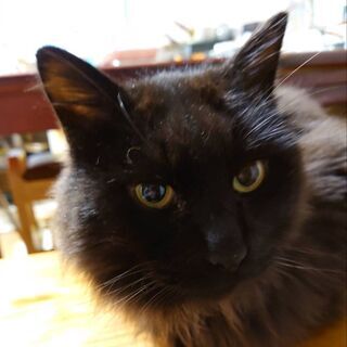 長毛黒猫　　　2020年末迷い猫として相談があり保護しました。警...