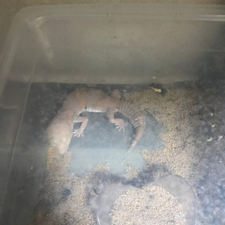 ニシアフリカトカゲモドキ