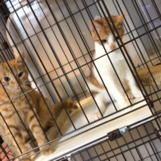 生後4ヶ月 子猫 メス2匹 里親募集