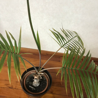 【取引完了】トックリやし（ボトルパーム）鉢植えの画像