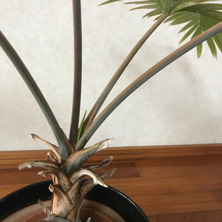 【取引完了】トックリやし（ボトルパーム）鉢植えの画像
