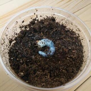 ニジイロクワガタ幼虫　一匹100円