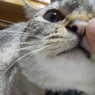 サバトラ(５歳)
