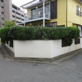 植木の徹去をしますのアルバイト募集します
