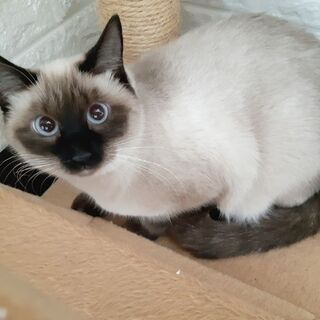 【ビーバー】道東限定。シャム柄美猫。