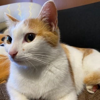 迷い猫？ちゃんの飼主さん探してます