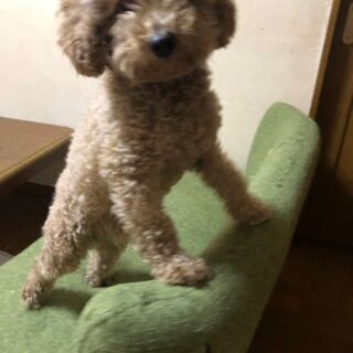 こたろうを助けて下さい！