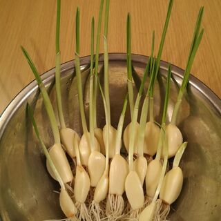 大注目のパワー食材「発芽にんにく」（30本）