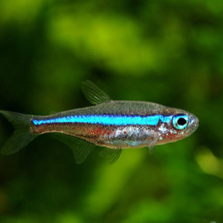 【取引終了しました】熱帯魚譲りますの画像