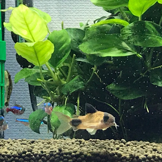 【取引終了しました】熱帯魚譲ります