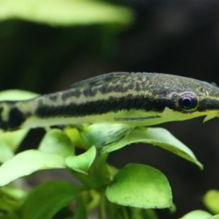 【取引終了しました】熱帯魚譲りますの画像