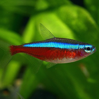 【取引終了しました】熱帯魚譲りますの画像