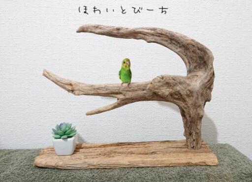 売り切れました。流木の止まり木・バードタワー✨