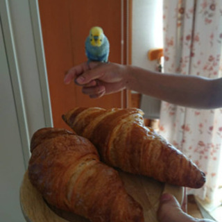 迷子のセキセイインコを探しています　 - 手伝って/助けて