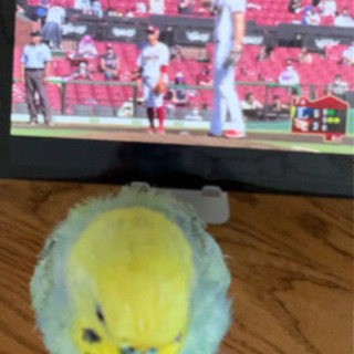 迷子のセキセイインコを探しています　 - 高崎市