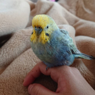 迷子のセキセイインコを探しています　