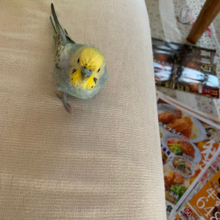 迷子のセキセイインコを探しています　 − 群馬県