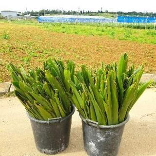 ムーチーカーサ(月桃の葉)の画像