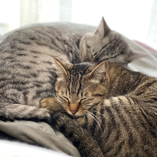 かまってちゃんです