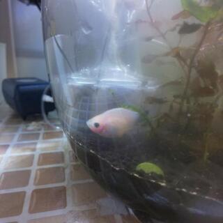 熱帯魚ミッキーマウスプラティ稚魚とメス