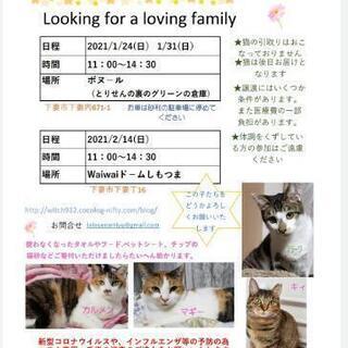 保護猫譲渡会　ボヌール　1/24