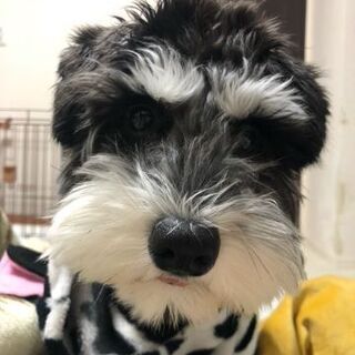 犬友募集です。