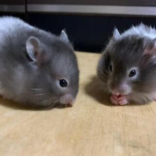 (残り一匹)ゴールデンハムスター
