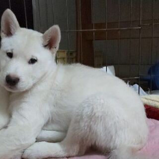 生後4ヶ月大きくなるオスの里親さん募集 - 犬