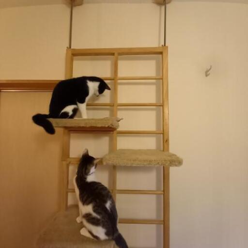 キャットタワーゆずります。