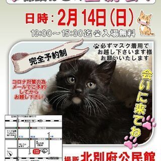 保護ねこの譲渡会in加古川　2/14(日)