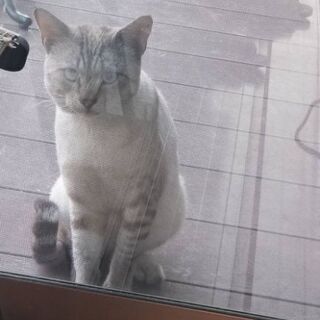 オス猫 ライちゃん