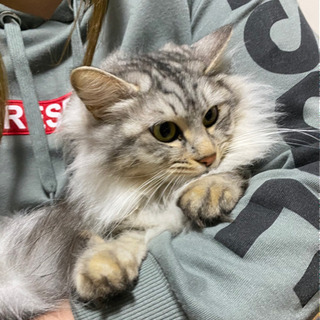 カッコいいメス猫です − 宮崎県