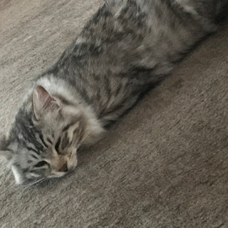 カッコいいメス猫です - 猫