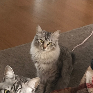 カッコいいメス猫です - 日向市