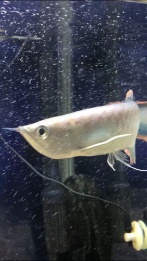 ブラックアロアナ