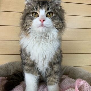 メインクーン風人懐こい◎性格の仔猫