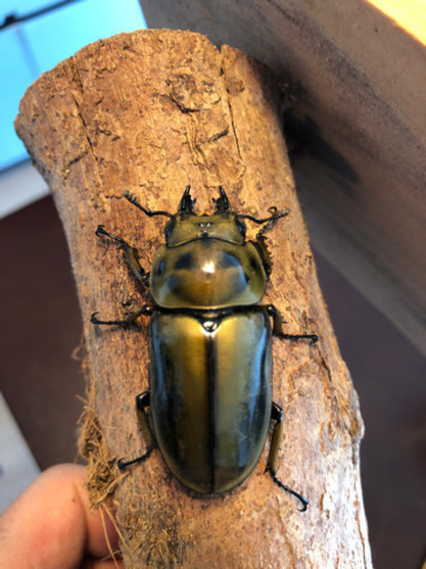 ババオウゴンオニクワガタ  新成虫　即ブリ可　11月羽化