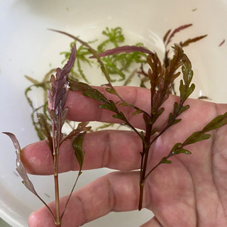 水草