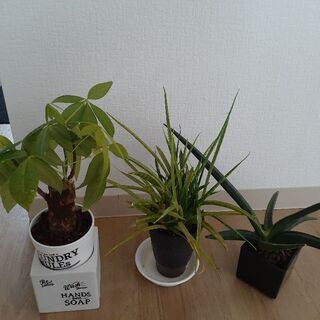 観葉植物　決まりました