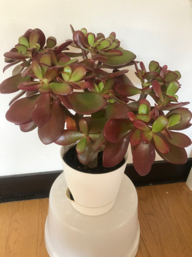 多肉植物