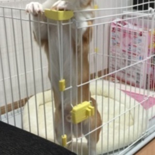ウェルシュ•コーギー•ペンブローク譲ります。