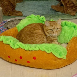 迷い猫　行方不明　猫　探しています　捜索