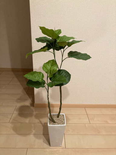 人工観葉植物　フィカスウンベラータ　フェイクグリーン　中古