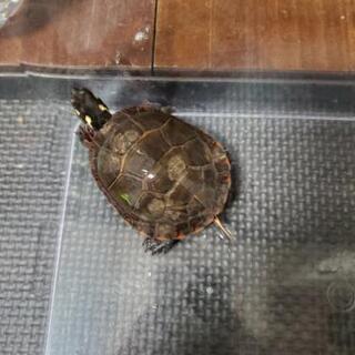カメさん２匹　イエローベリーとトウブニシキガメ