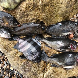 一緒に魚突きにいける同士を募集します！！