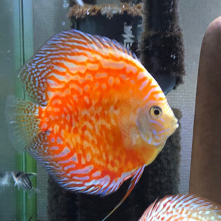 値下げスターダストゴールデンサンフラワーディスカス(熱帯魚水槽)