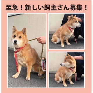 【柴系雑種の女の子】新しい飼い主さん募集！